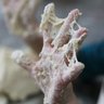 Doughy Fingers's profile picture
