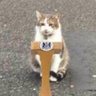 Catmaxxing's profile picture