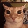 Profilbild von meow