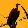 The Lone Vulture 的头像