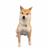 Money Dog 🅿️'s profile picture