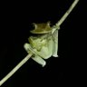 Little Ribbit's profile picture