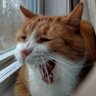 Фото профиля Orange Cat