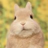 Ollie ★ profil fotoğrafı