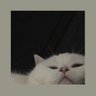 Mrgreenie profil fotoğrafı
