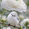 月神　葵's profile picture