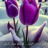 Фото профиля امير