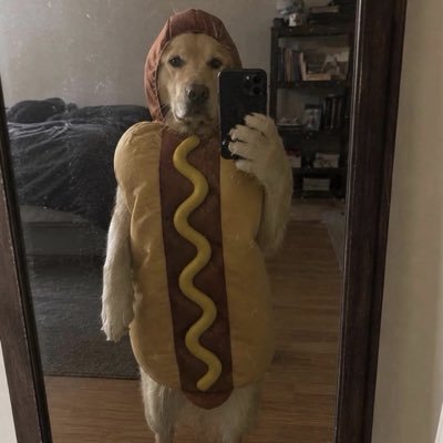 everything dogs 🐶's profile picture