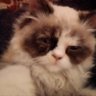 Profilbild von laith