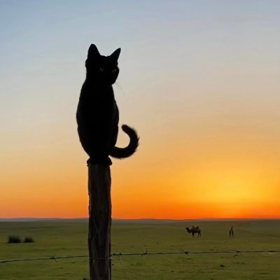 liovvan's profile picture