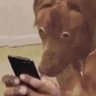 Profilbild von Bomhemd