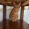 Tom Katt🇺🇸🇨🇦 profil fotoğrafı