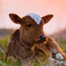 Mr. கன்னுக்குட்டி 🐮's profile picture