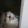 SaiChilx_(~¯▽¯)~'s profile picture