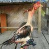 Galo de combate's profile picture