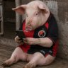 JON🐷PORK's profile picture
