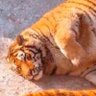 Yummy_in_my_tummy's profile picture