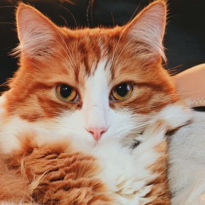 ꪀꪮꪜꪖ 🐱's profile picture