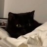 Profilbild von ねこ