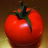 ミディトマト🍅's profile picture