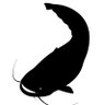 🐇JACK先輩🦈 profil fotoğrafı