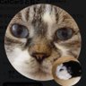 Profilbild von CatCar5そしてねこ