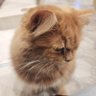 ゆーしん profil fotoğrafı