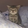 Фото профиля 猫猫虫