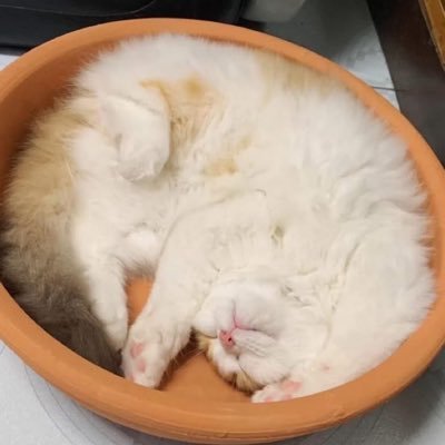 dem_44444's profile picture
