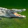 mimokrokodil profil fotoğrafı