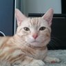 しまうま12号's profile picture