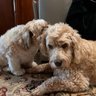 Goldie Huggy 🌈Amber, Pele, Munchkin, MC, Lexey profil fotoğrafı
