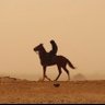 sultan's profile picture