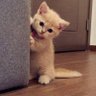😸MILK😸 profil fotoğrafı