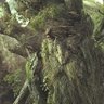 Profilbild von Fangorn