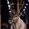 Reindeer's profile picture