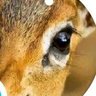 ضبيه 🦌's profile picture
