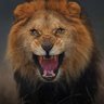 Profilbild von Lion