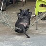 Фото профиля いぬがり