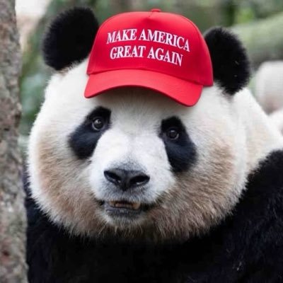 panda6967's profile picture