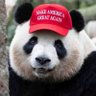 P A N D A's profile picture
