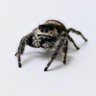 Spider (non)sense profil fotoğrafı