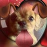 pedro pedreiro's profile picture