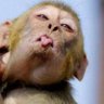 Native Pretorian 🇿🇦 profil fotoğrafı