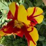 Фото профиля Jacqueline Haack