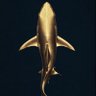 Profilbild von Loneshark๐ฆ