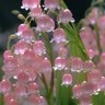 Фото профиля Salwa bdwan