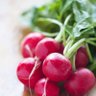 radish 的头像