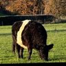 locomotif profil fotoğrafı