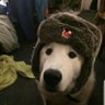 cãomunista 的头像